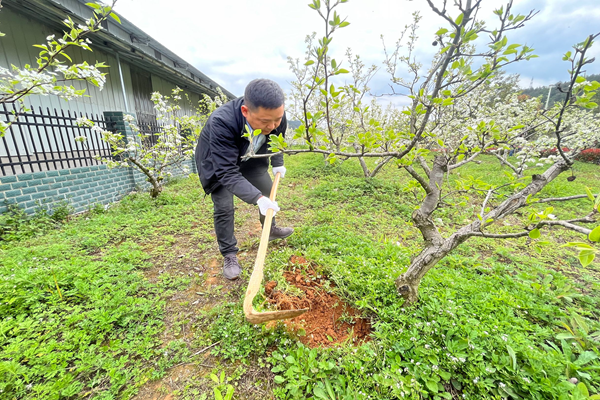 圖：梨樹挖溝.png